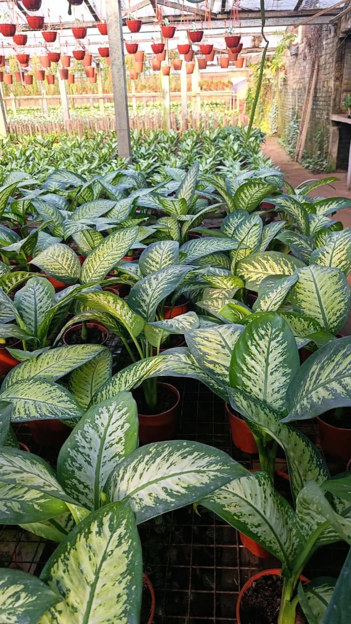 Vivero Cheroki Flora, Misiones