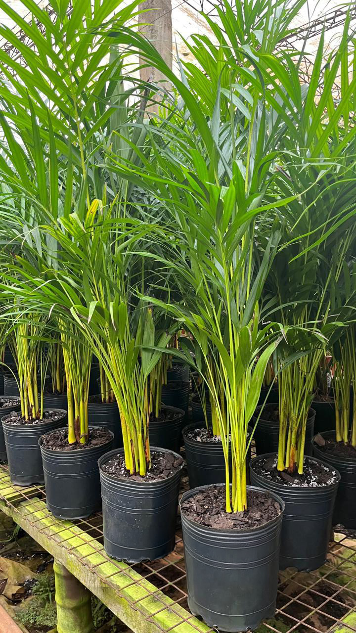Plantas de exterior