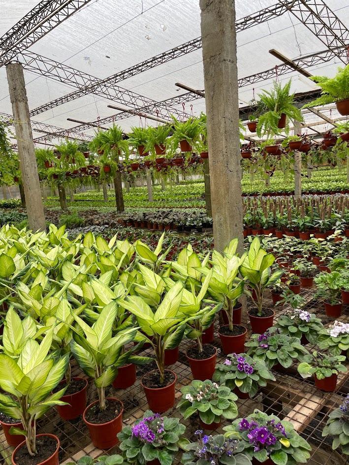 Plantas de interior