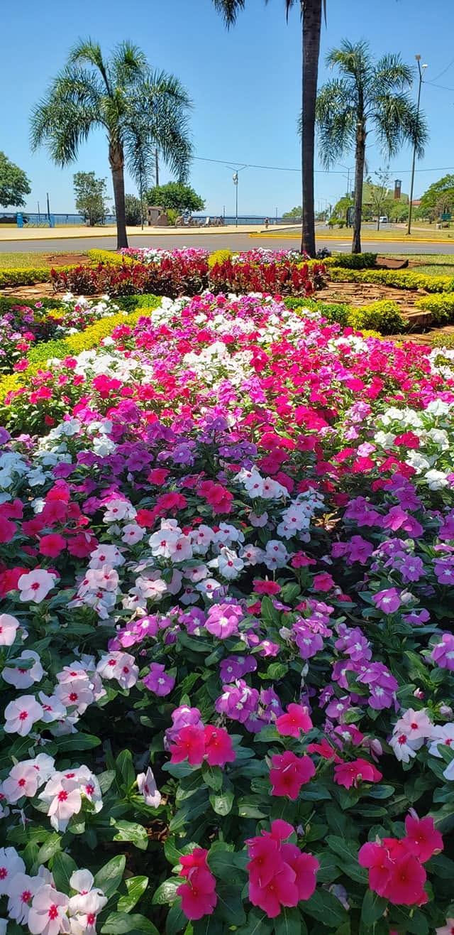 Plantines florales