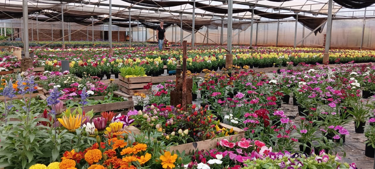 Desarrollo de plantas